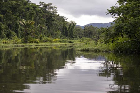 A tranquil river surrounded by green plants