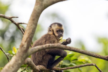 A monkey with a leaf hanging from its mouth, looking back over its shoulder with disapproving eyes