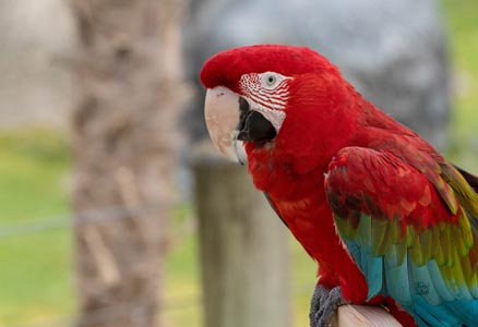 A red, green, and turquoise parrot