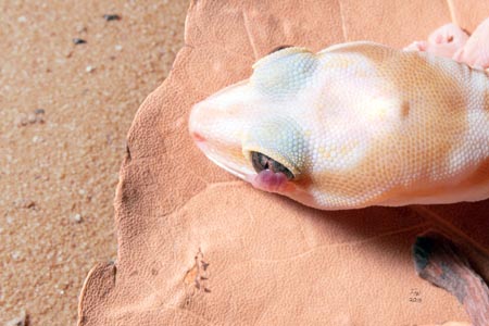 An overhead shot of a lizard, its tongue out to lick its eye