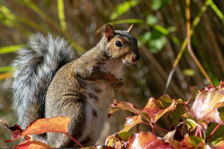 A mother squirrel standing tall with a bushy tail